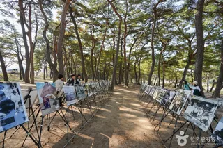 만송정 숲