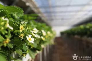 김해가야딸기테마파크