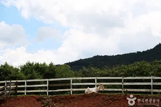 해뜰목장