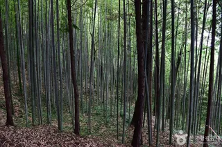 초암 정원