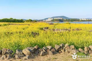 유채꽃재배단지