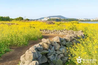 유채꽃재배단지