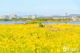 유채꽃재배단지