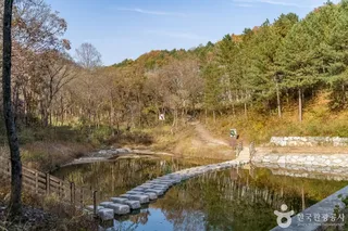 원주섬강자작나무숲둘레길