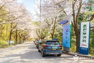 부귀리벚꽃길