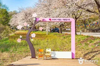 부귀리벚꽃길