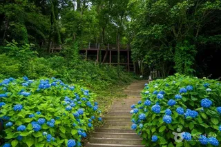 약산 해안 치유의 숲
