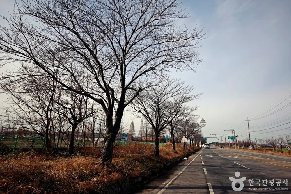 전군가도100리벚꽃길