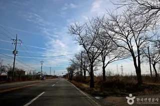 전군가도100리벚꽃길