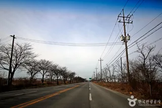 전군가도100리벚꽃길