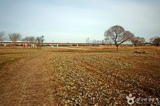금강3공구야생초화원