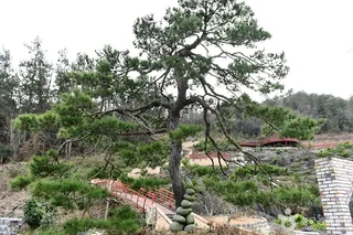 땅끝우림정원