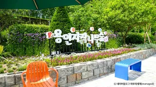 용인자작나무숲