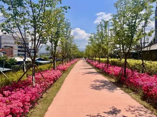 치악산 바람길숲