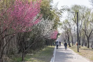 하동매실거리