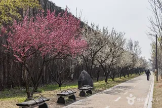 하동매실거리