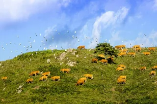 서산한우목장 웰빙산책로