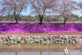 순창 양지천 꽃잔디길