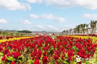 맨드라미정원
