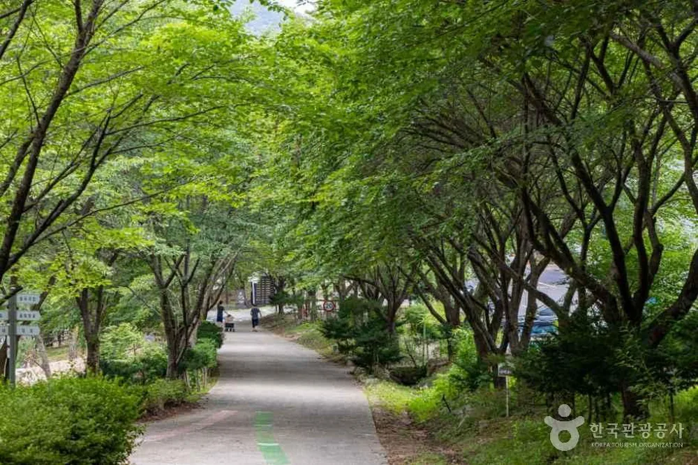국립용현자연휴양림
