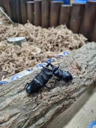 굼벵이브라더스