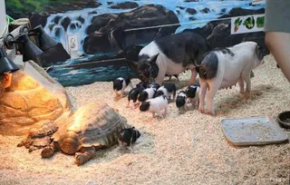 광주벅스랜드