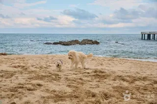 반비치