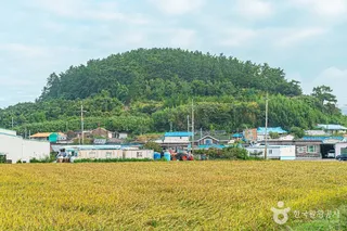 진도 소포검정쌀마을