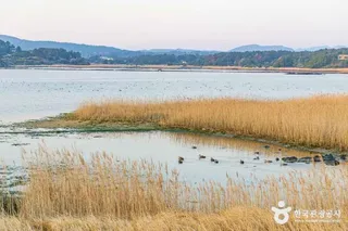 하도리 철새도래지