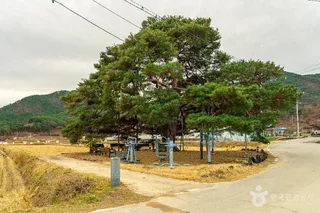 의성 월소리 소나무