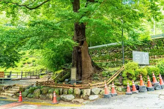 하동 범왕리 푸조나무