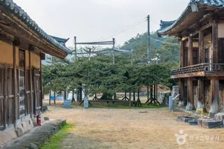 안동 주하리 뚝향나무