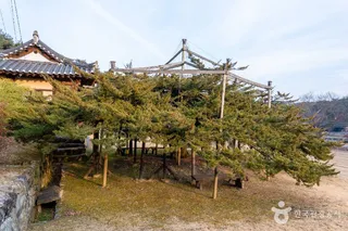 안동 주하리 뚝향나무