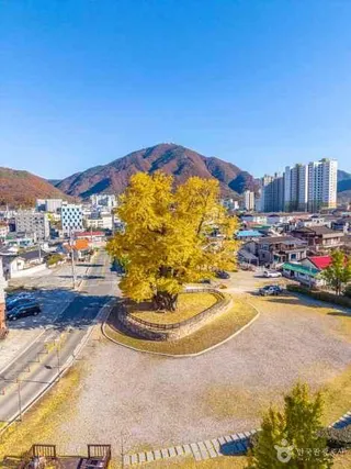 영월 하송리 은행나무