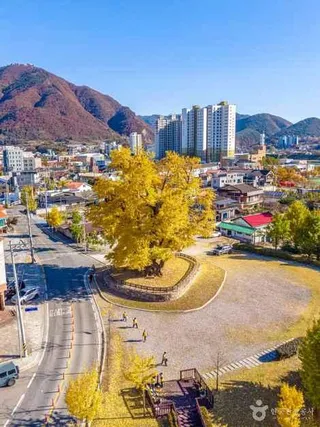 영월 하송리 은행나무