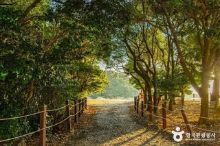 완도 미라리 상록수림