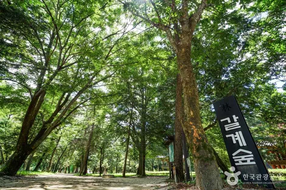 숲옛마을(갈계)