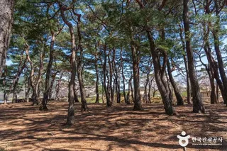 안동 하회마을 [유네스코 세계유산]